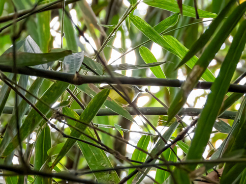 Yellow-bellied Warbler (Abroscopus superciliaris), photo 4