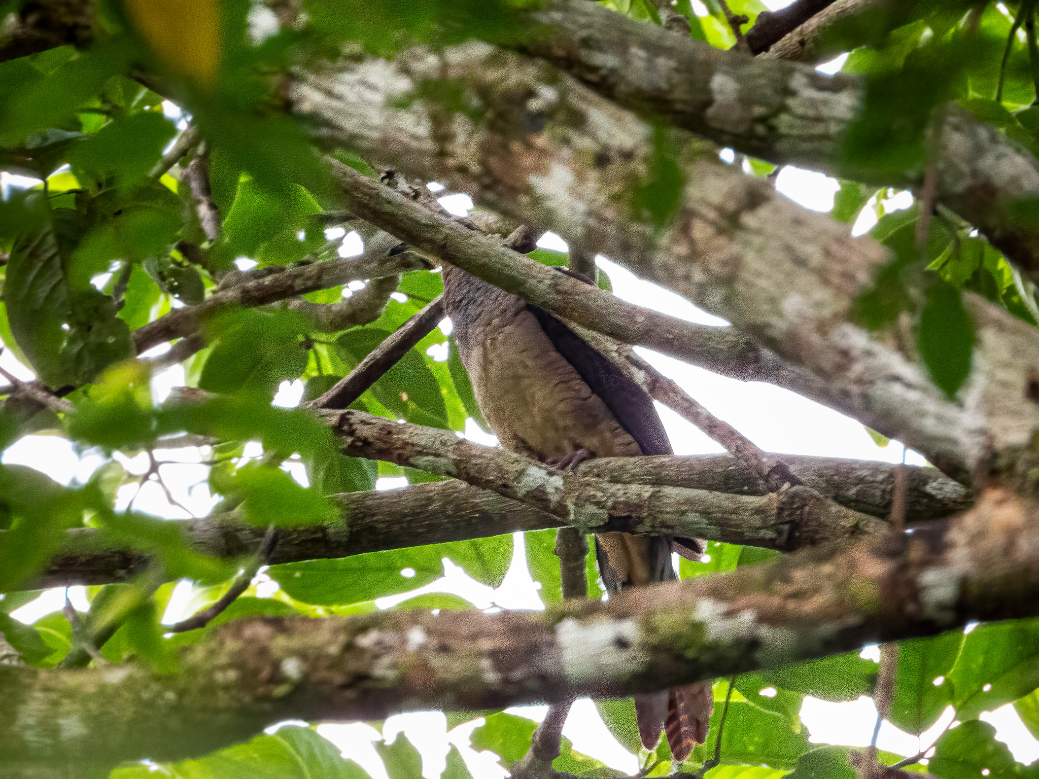 Barred Cuckoo-Dove (Macropygia unchall), photo 4