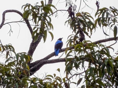 Asian Fairy-bluebird (Irena puella), photo 2