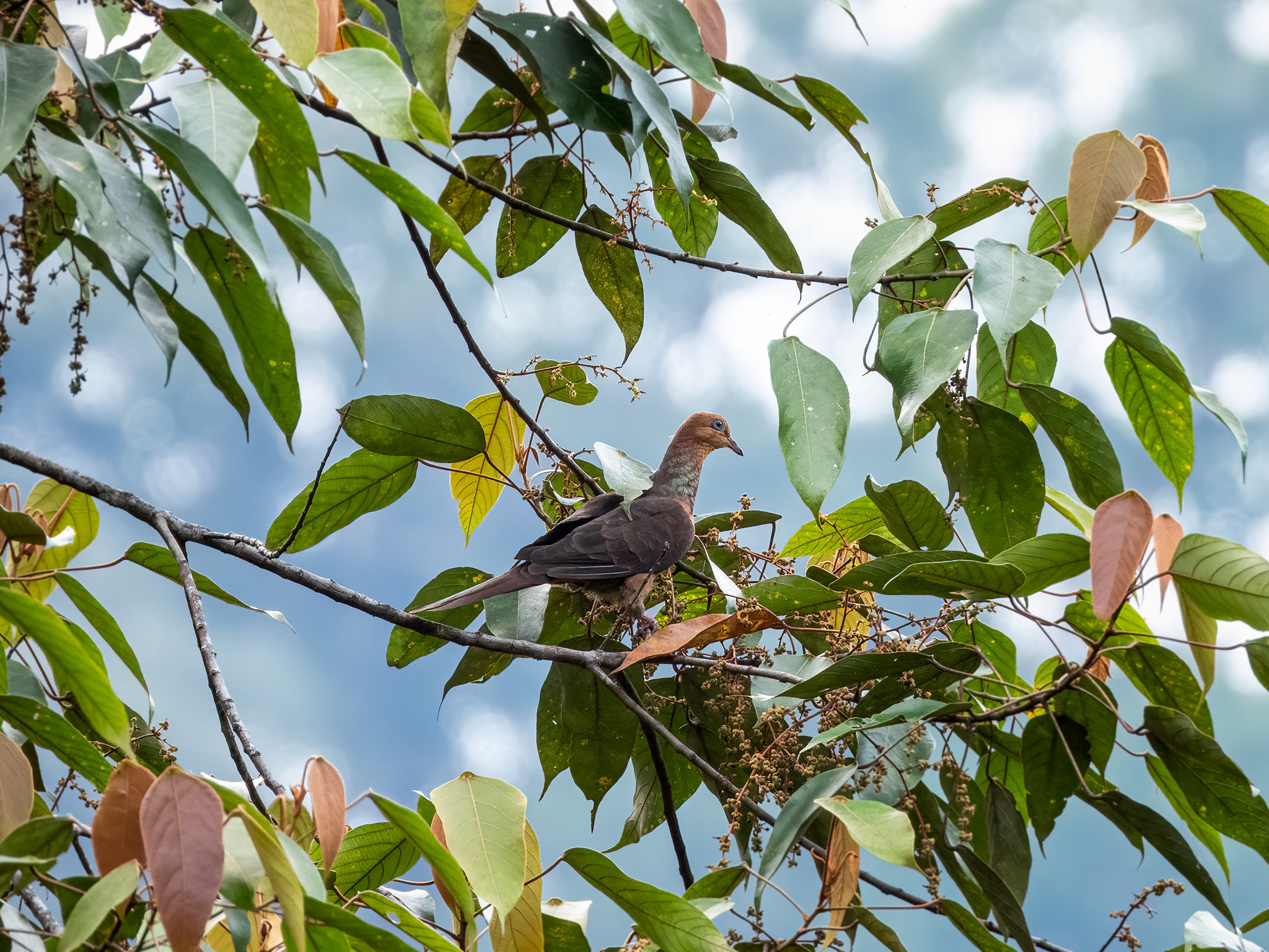 Little Cuckoo-Dove (Macropygia ruficeps), photo 2