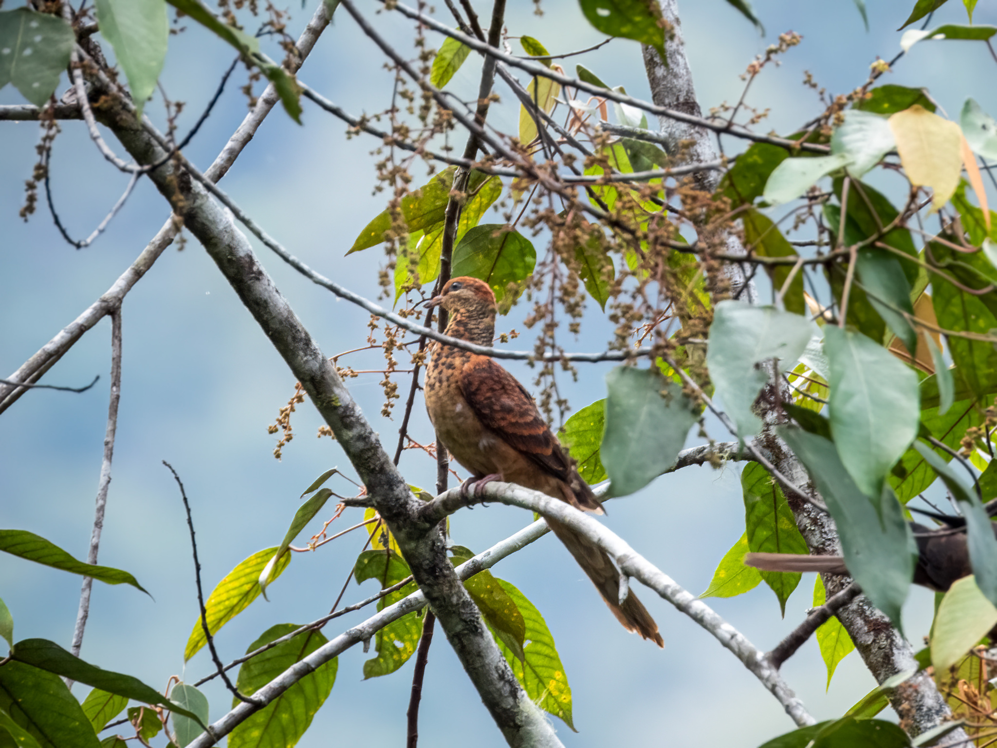 Little Cuckoo-Dove (Macropygia ruficeps), photo 3