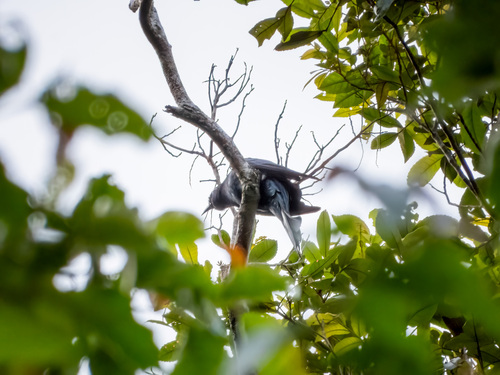 Square-tailed Drongo-Cuckoo (Surniculus lugubris), photo 4