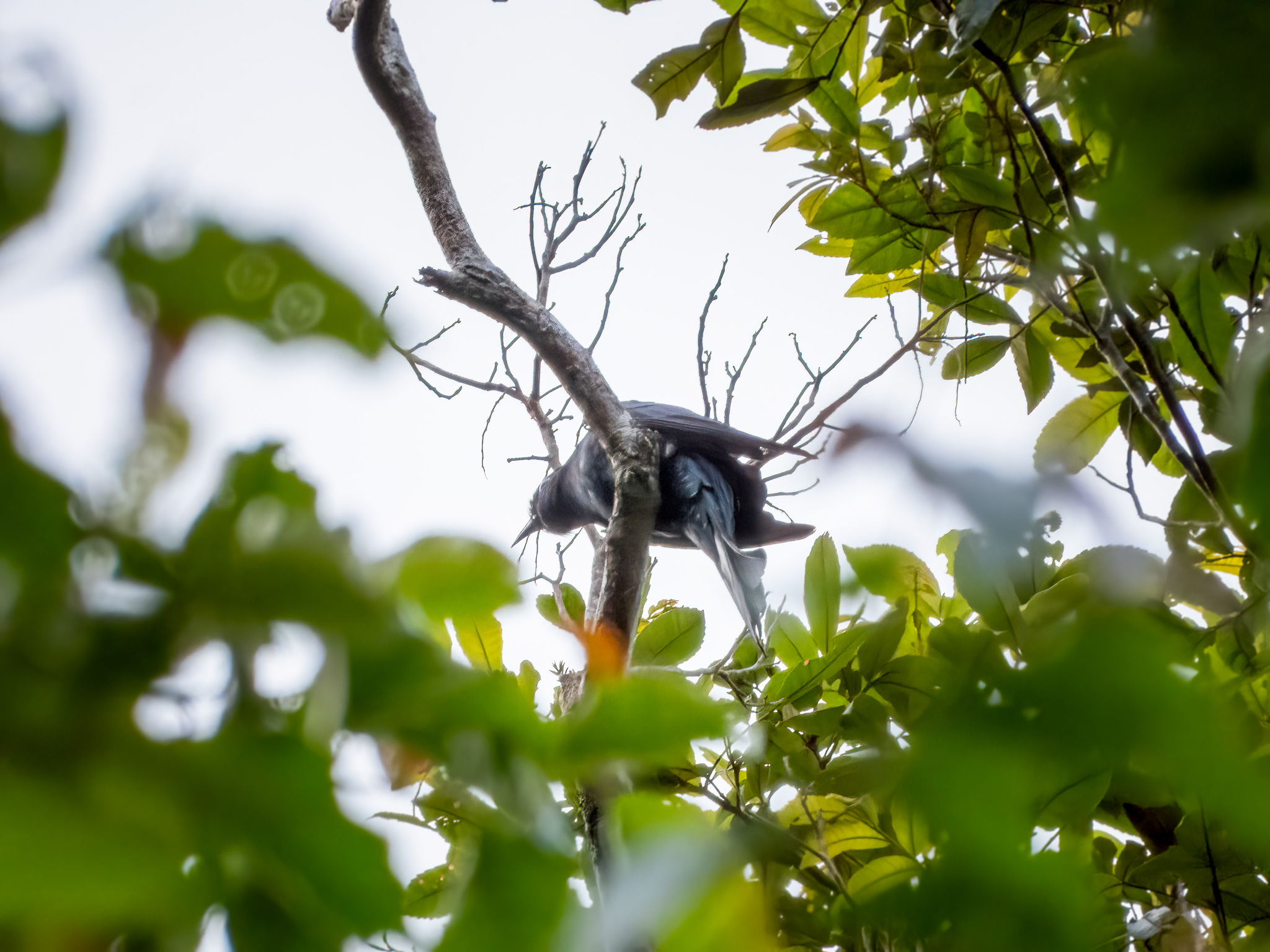 Square-tailed Drongo-Cuckoo (Surniculus lugubris), photo 4
