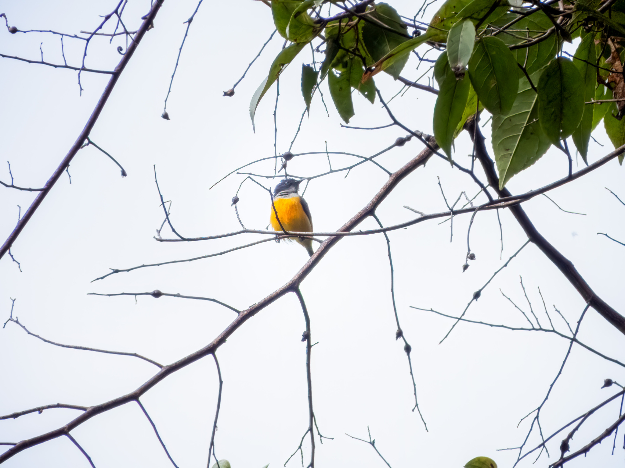 Orange-bellied Flowerpecker (Dicaeum trigonostigma), photo 3