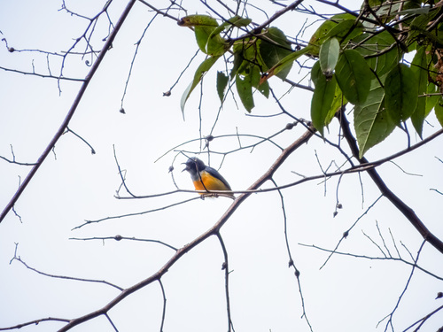 Orange-bellied Flowerpecker (Dicaeum trigonostigma), photo 4