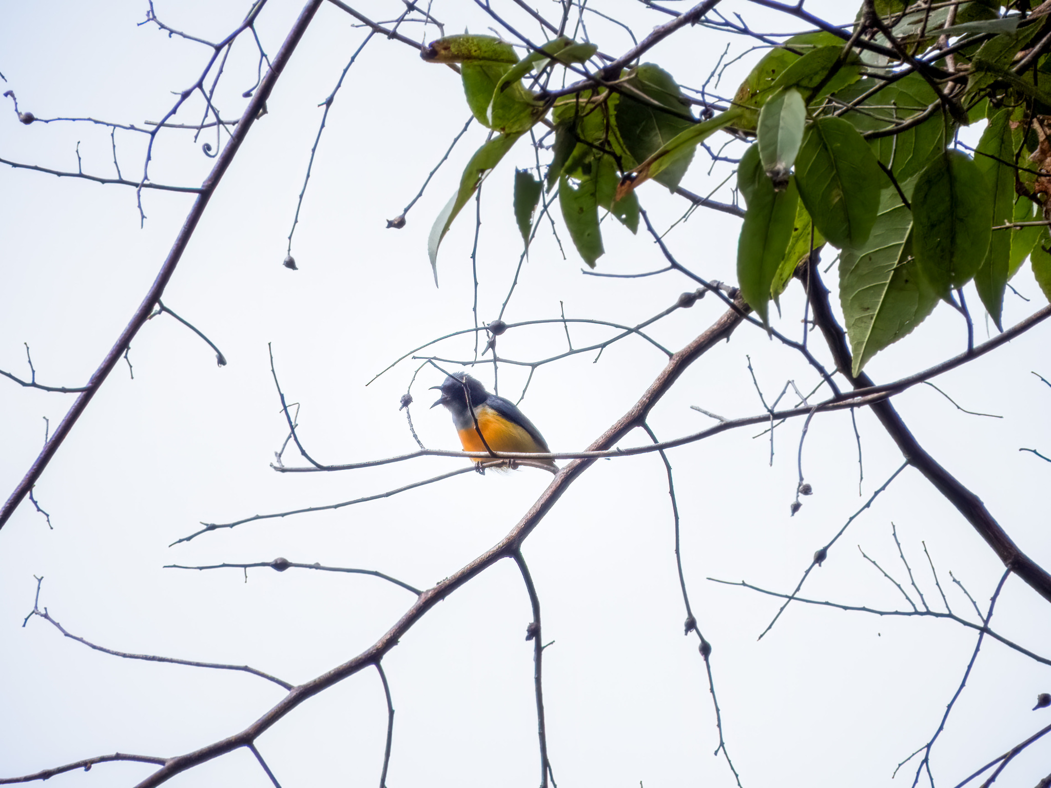 Orange-bellied Flowerpecker (Dicaeum trigonostigma), photo 4