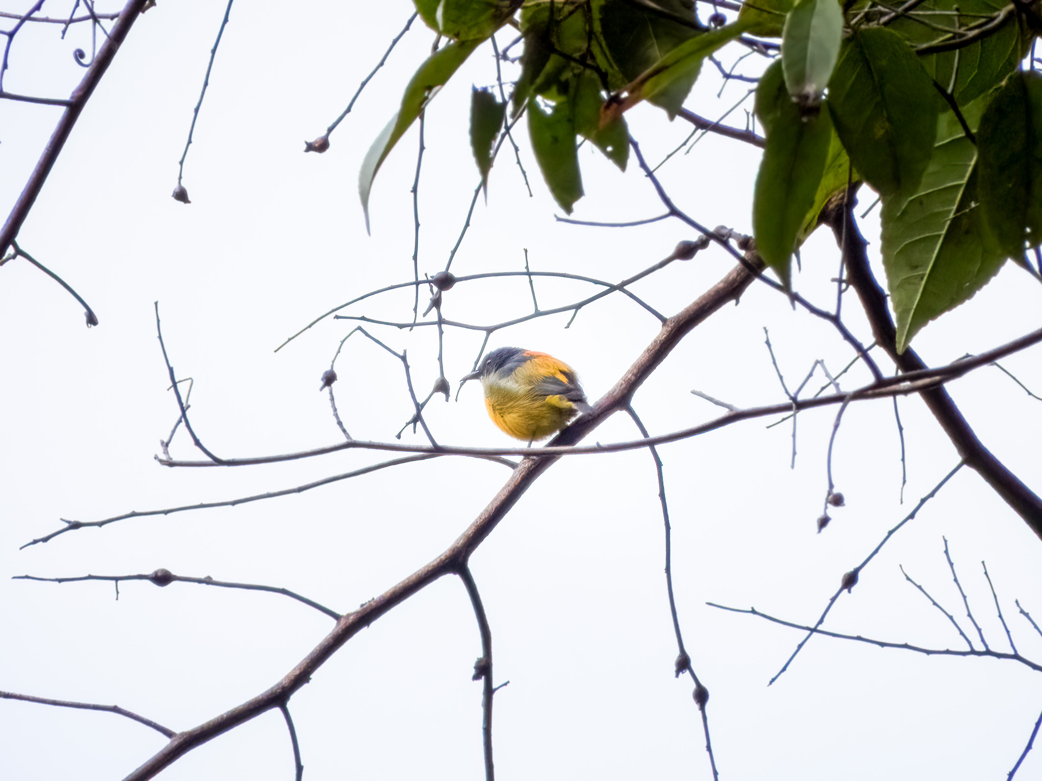 Orange-bellied Flowerpecker (Dicaeum trigonostigma), photo 9