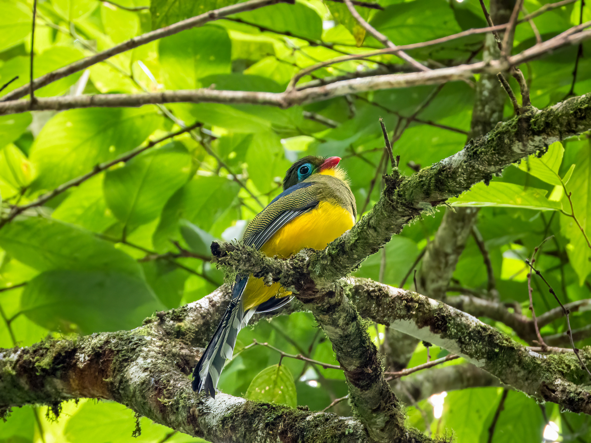 Sumatran Trogon (Apalharpactes mackloti), photo 3