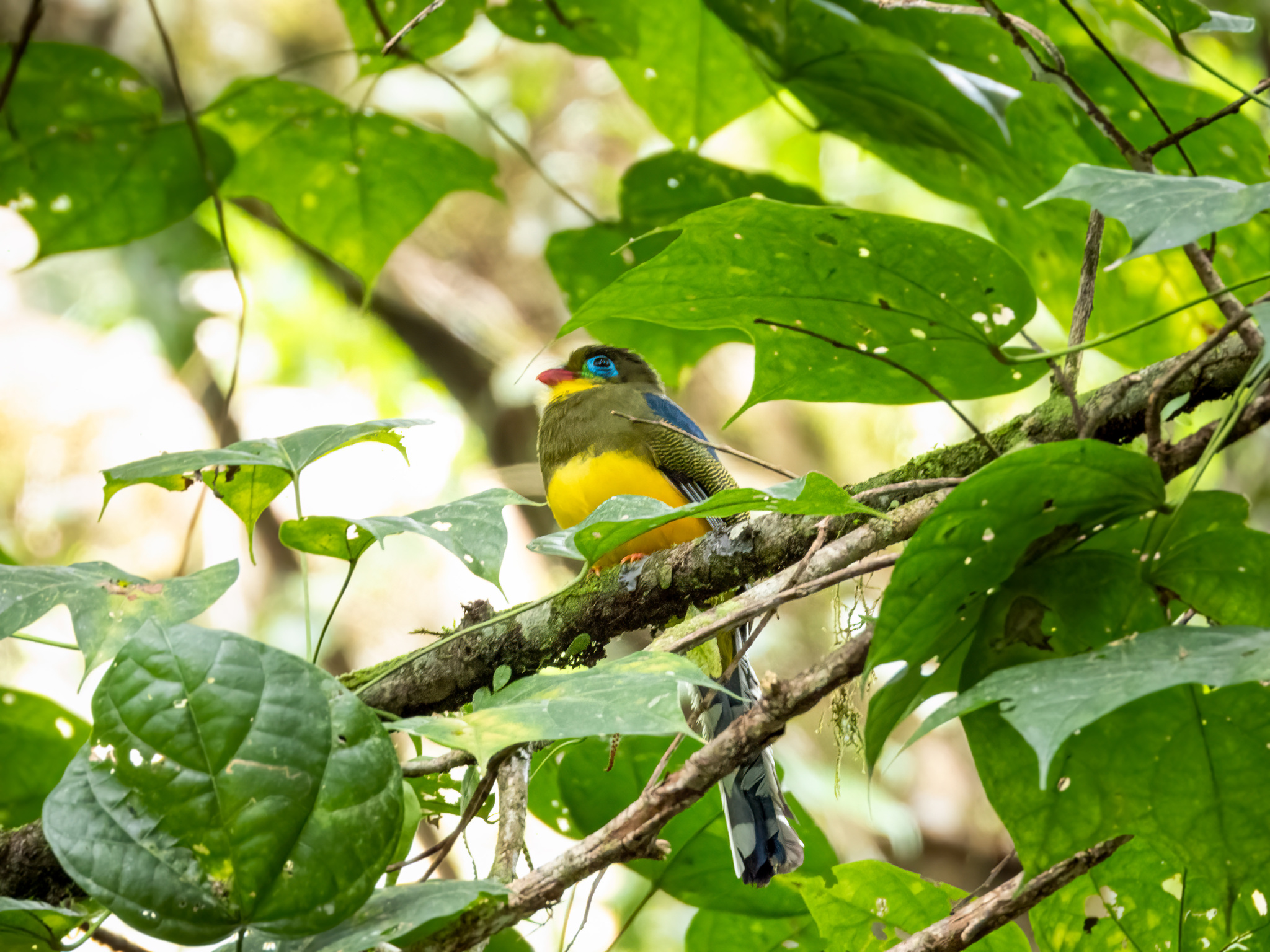 Sumatran Trogon (Apalharpactes mackloti), photo 4