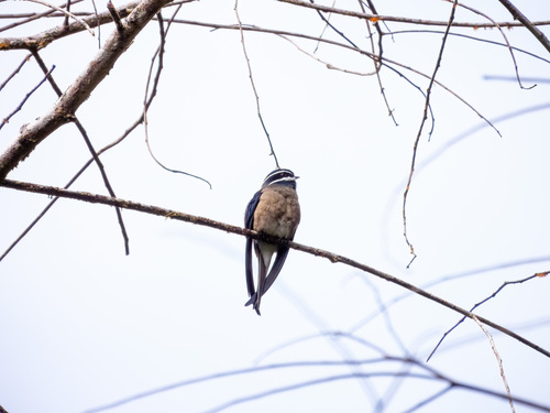 Whiskered Treeswift (Hemiprocne comata), photo 5