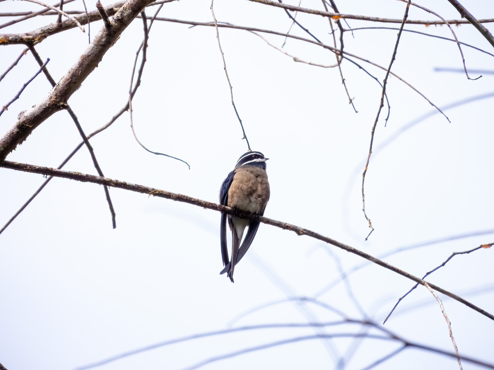 Whiskered Treeswift (Hemiprocne comata), photo 6
