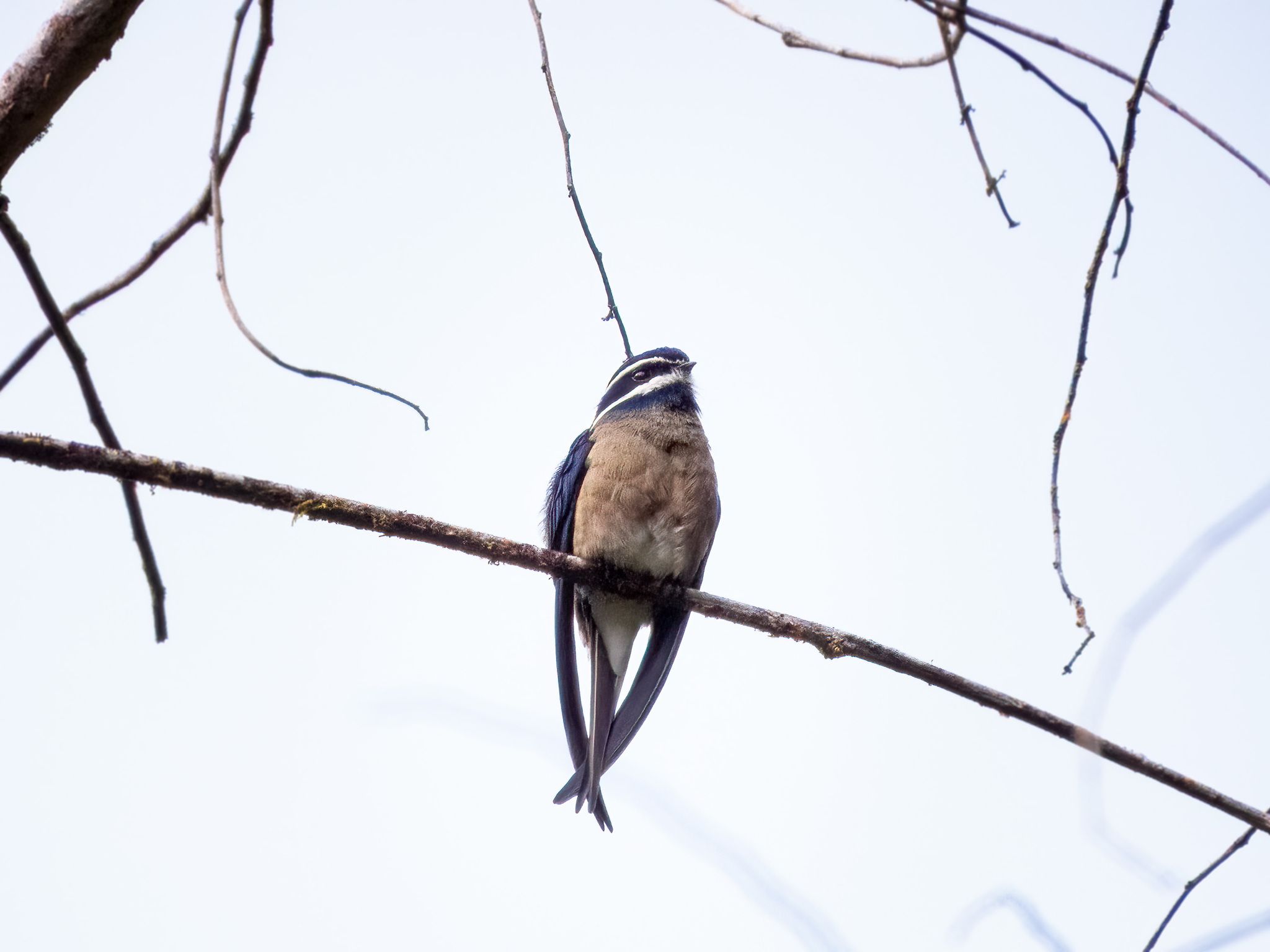 Whiskered Treeswift (Hemiprocne comata), photo 5