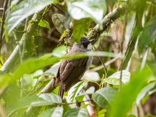 Cinereous Bulbul (Hemixos cinereus), photo 6
