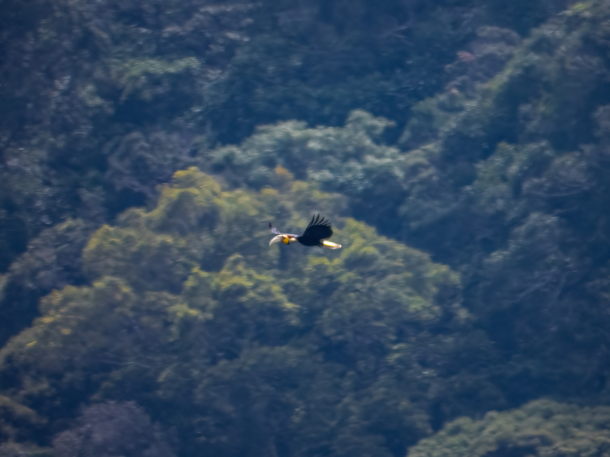 Wreathed Hornbill (Rhyticeros undulatus), photo 5