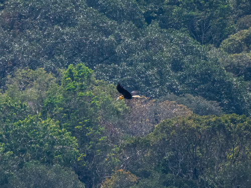 Wreathed Hornbill (Rhyticeros undulatus), photo 3