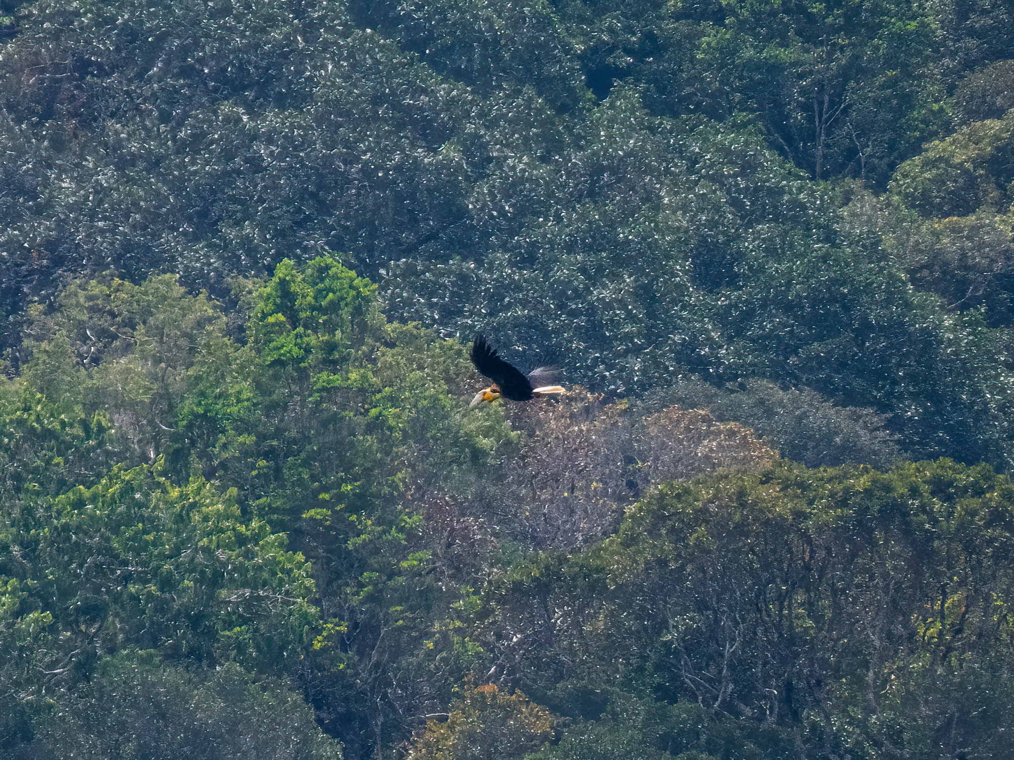 Wreathed Hornbill (Rhyticeros undulatus), photo 4
