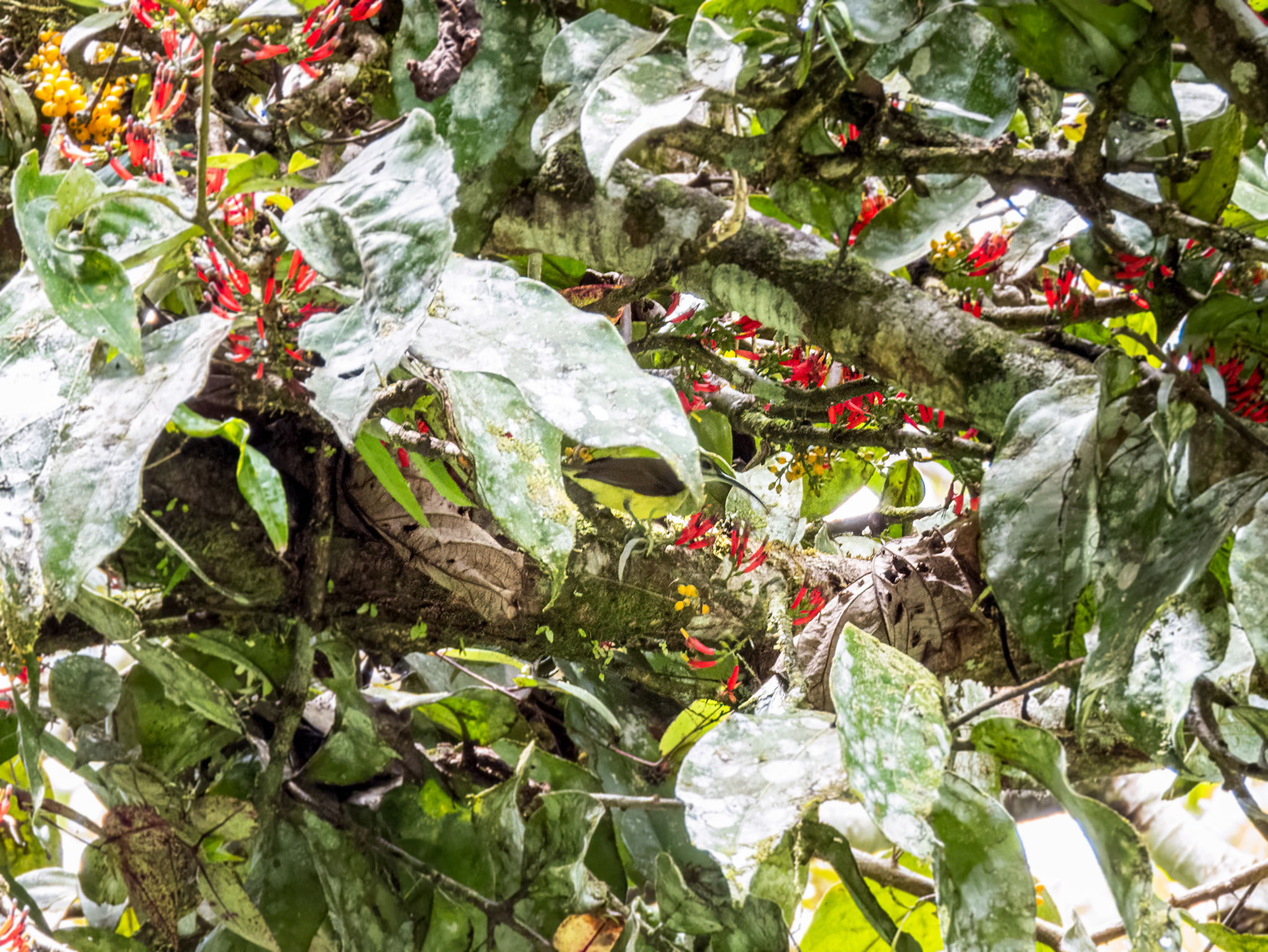 Little Spiderhunter (Arachnothera longirostra), photo 7