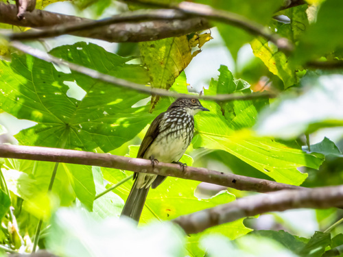 Cream-striped Bulbul (Ixos leucogrammicus), photo 3