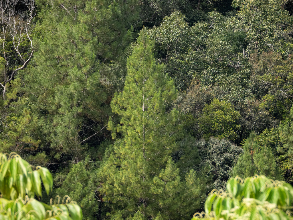 Pinus merkusii; photograph (c) Jason Alexander, some rights reserved (CC BY)