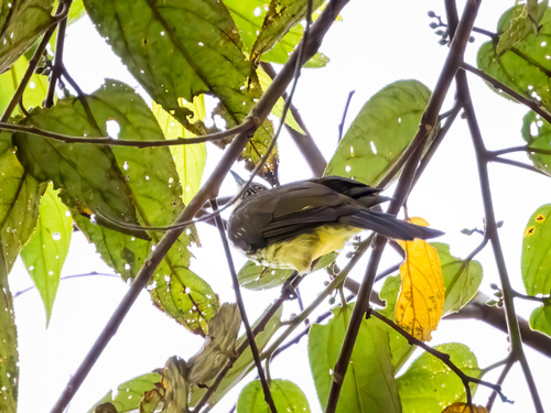 Cream-striped Bulbul (Ixos leucogrammicus), photo 2