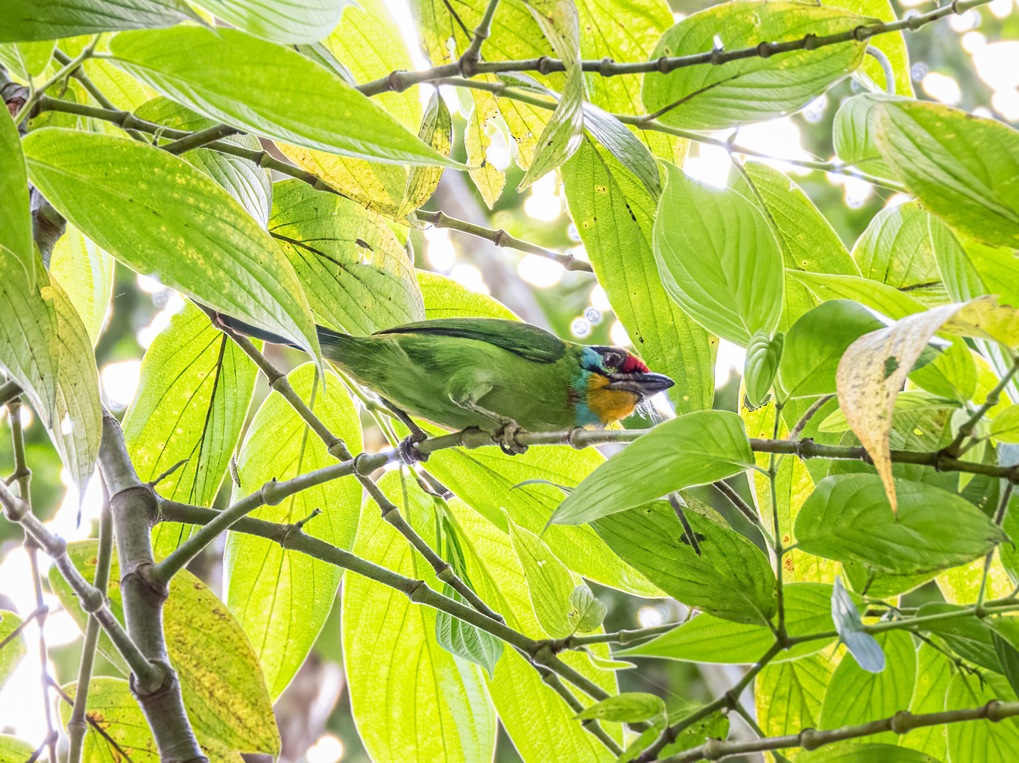 Black-browed Barbet (Psilopogon oorti), photo 6