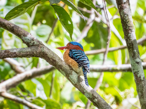 Banded Kingfisher (Lacedo pulchella), photo 4