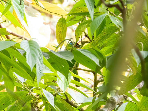 Black-browed Barbet (Psilopogon oorti), photo 3
