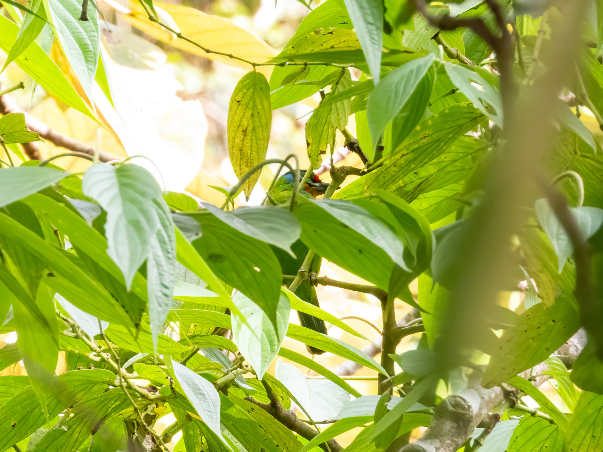 Black-browed Barbet (Psilopogon oorti), photo 4