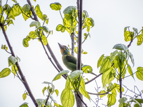 Black-browed Barbet (Psilopogon oorti), photo 4