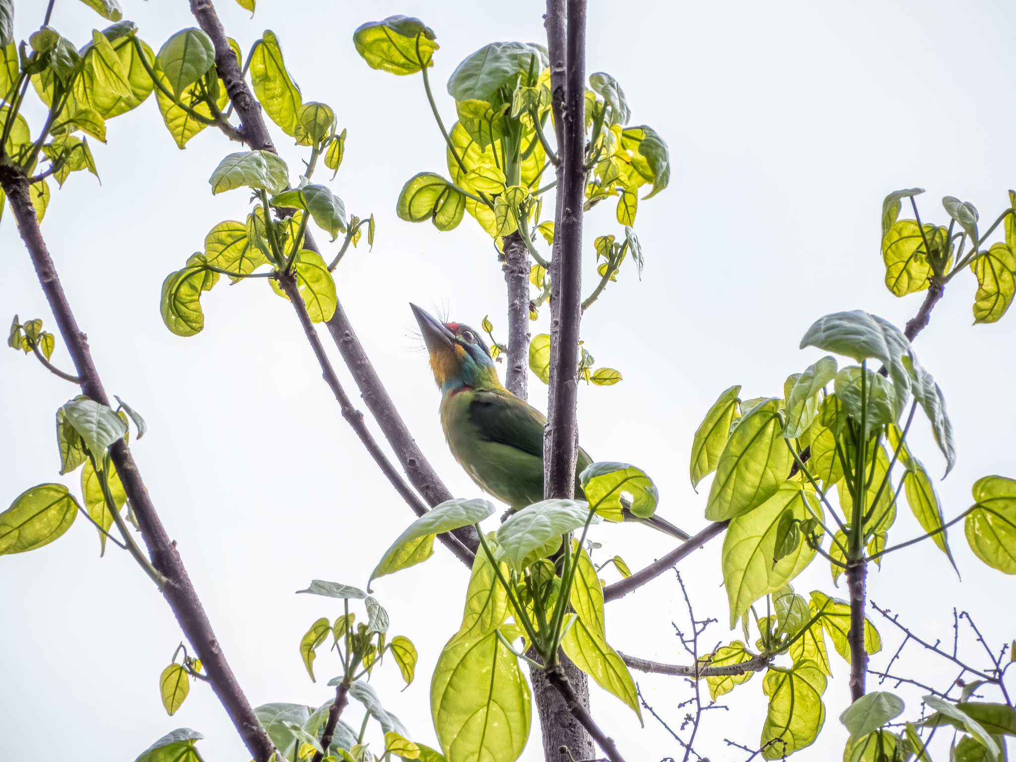 Black-browed Barbet (Psilopogon oorti), photo 5