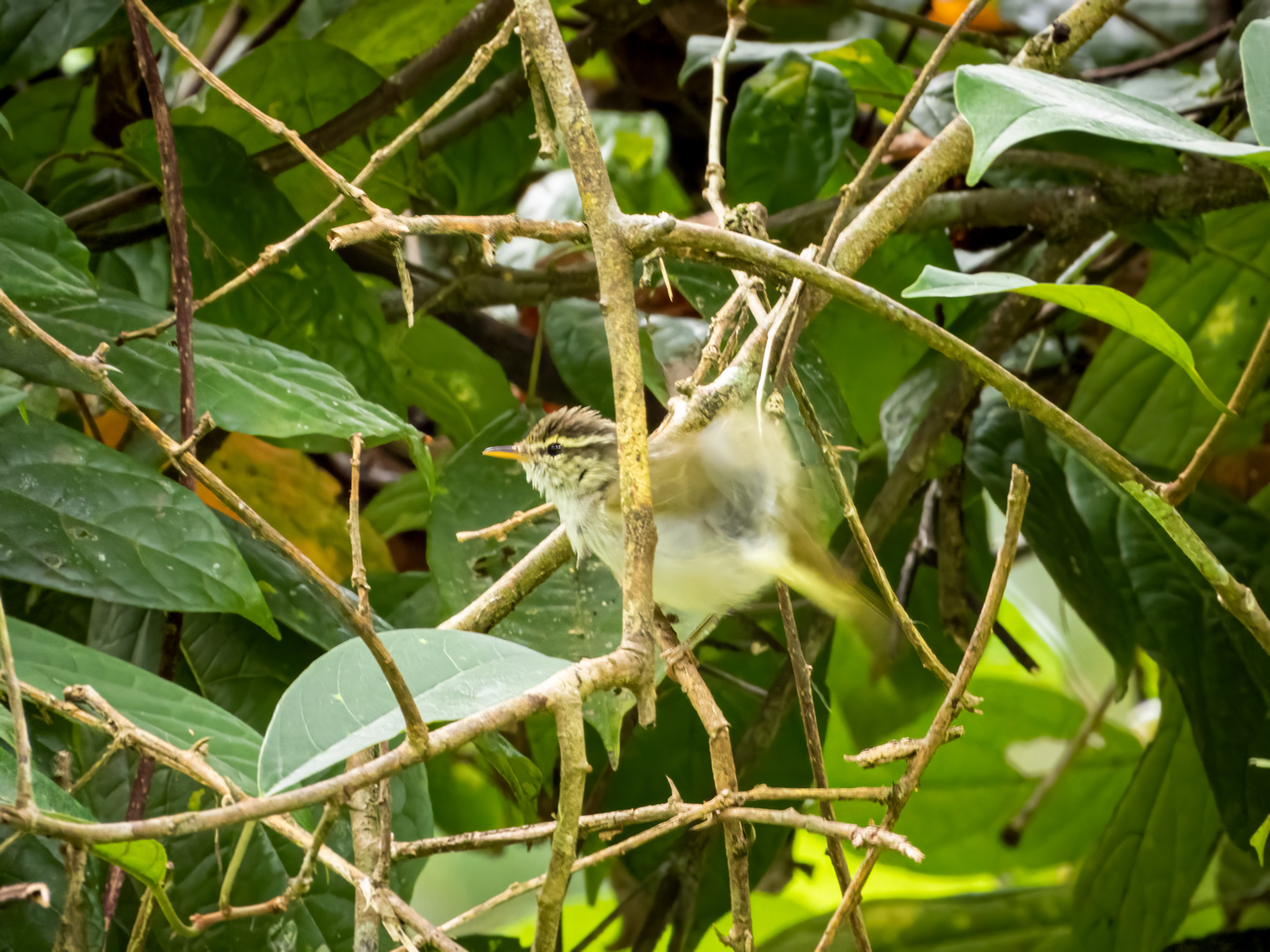 Eastern Crowned Warbler (Phylloscopus coronatus), photo 1