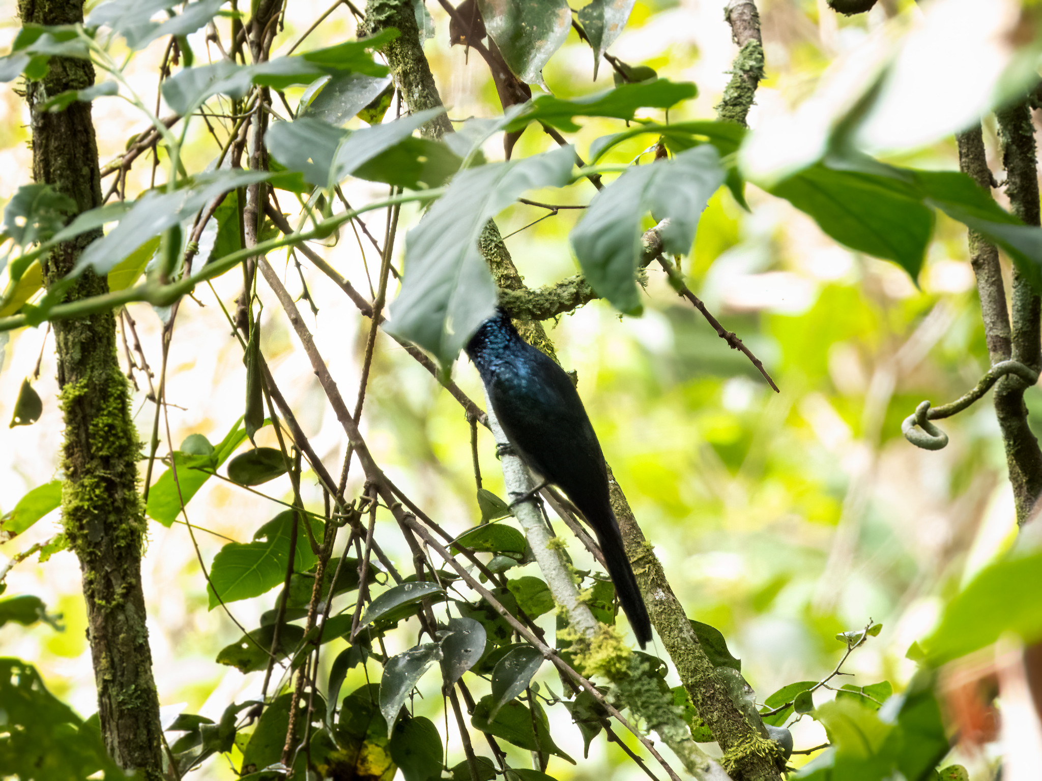Sumatran Drongo (Dicrurus sumatranus), photo 7