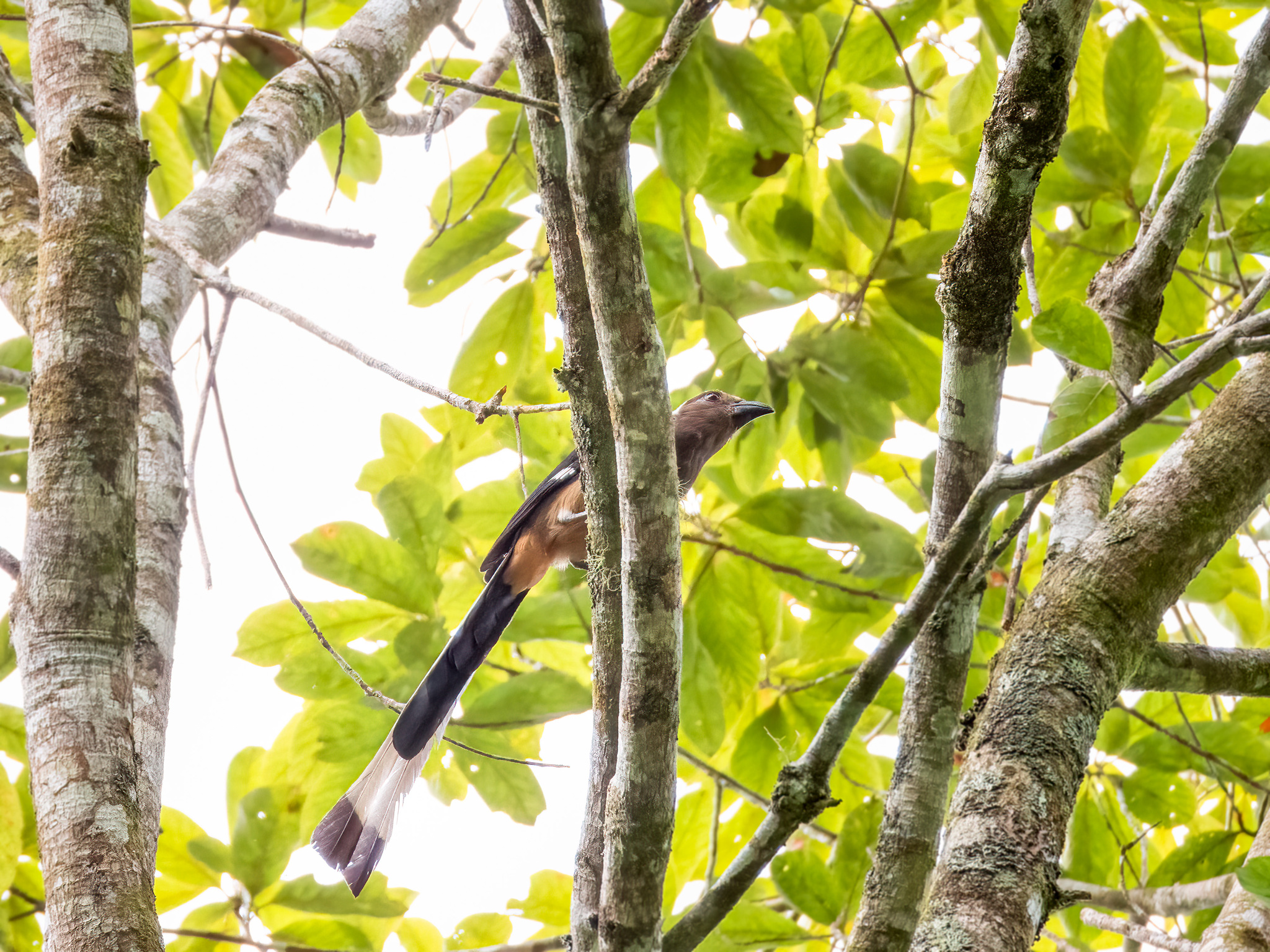 Sumatran Treepie (Dendrocitta occipitalis), photo 3