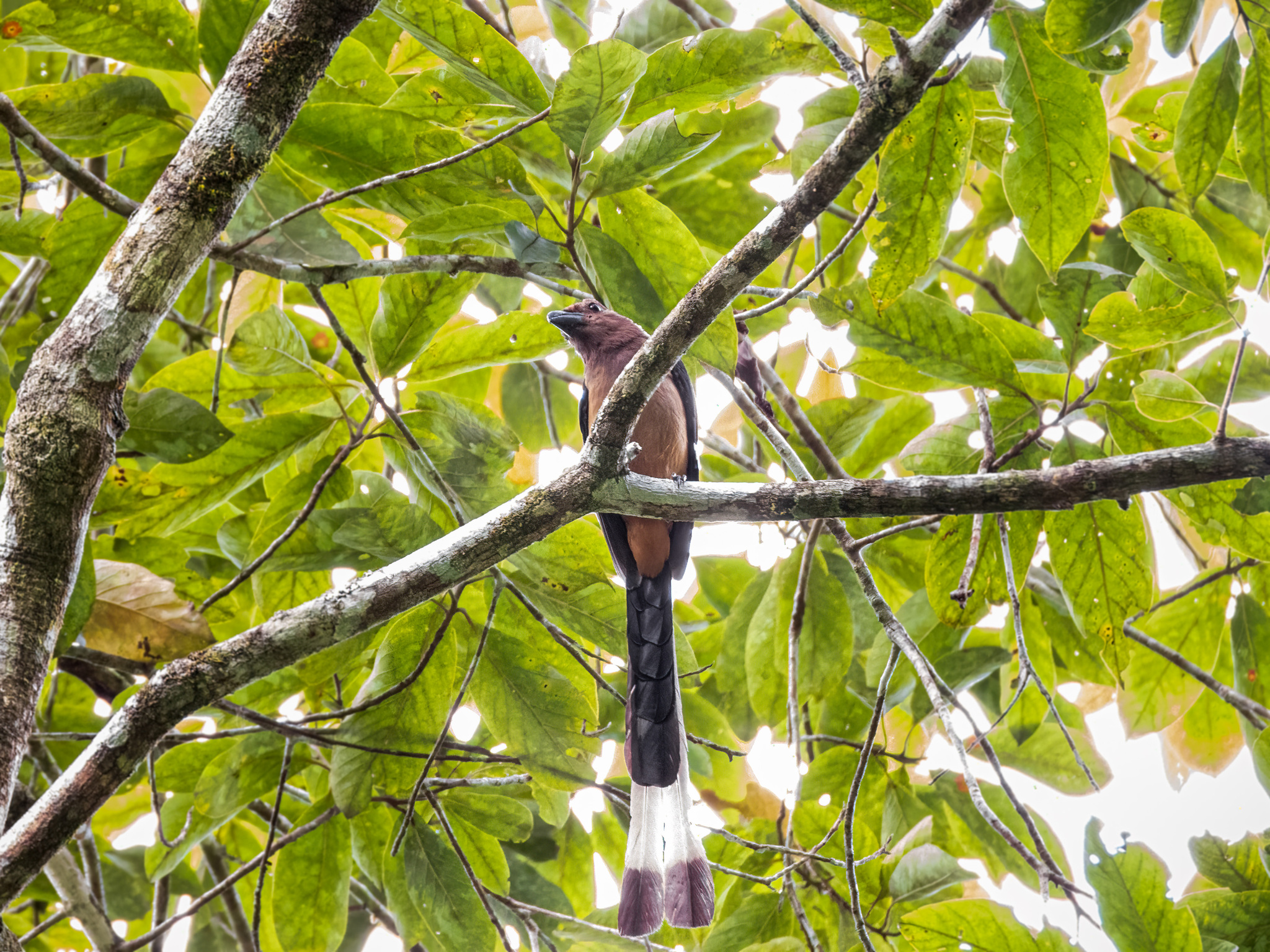 Sumatran Treepie (Dendrocitta occipitalis), photo 2