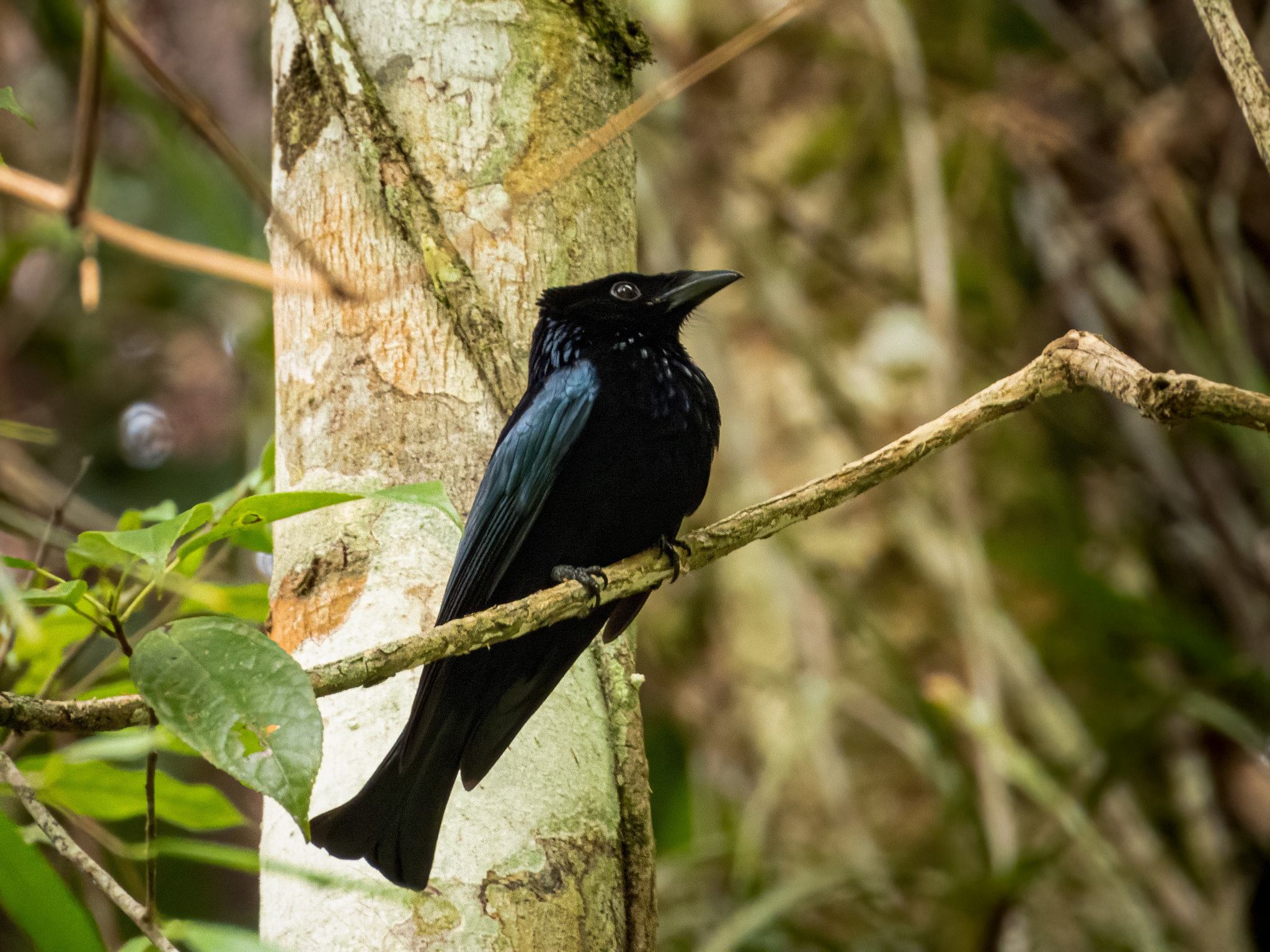 Sumatran Drongo (Dicrurus sumatranus), photo 3