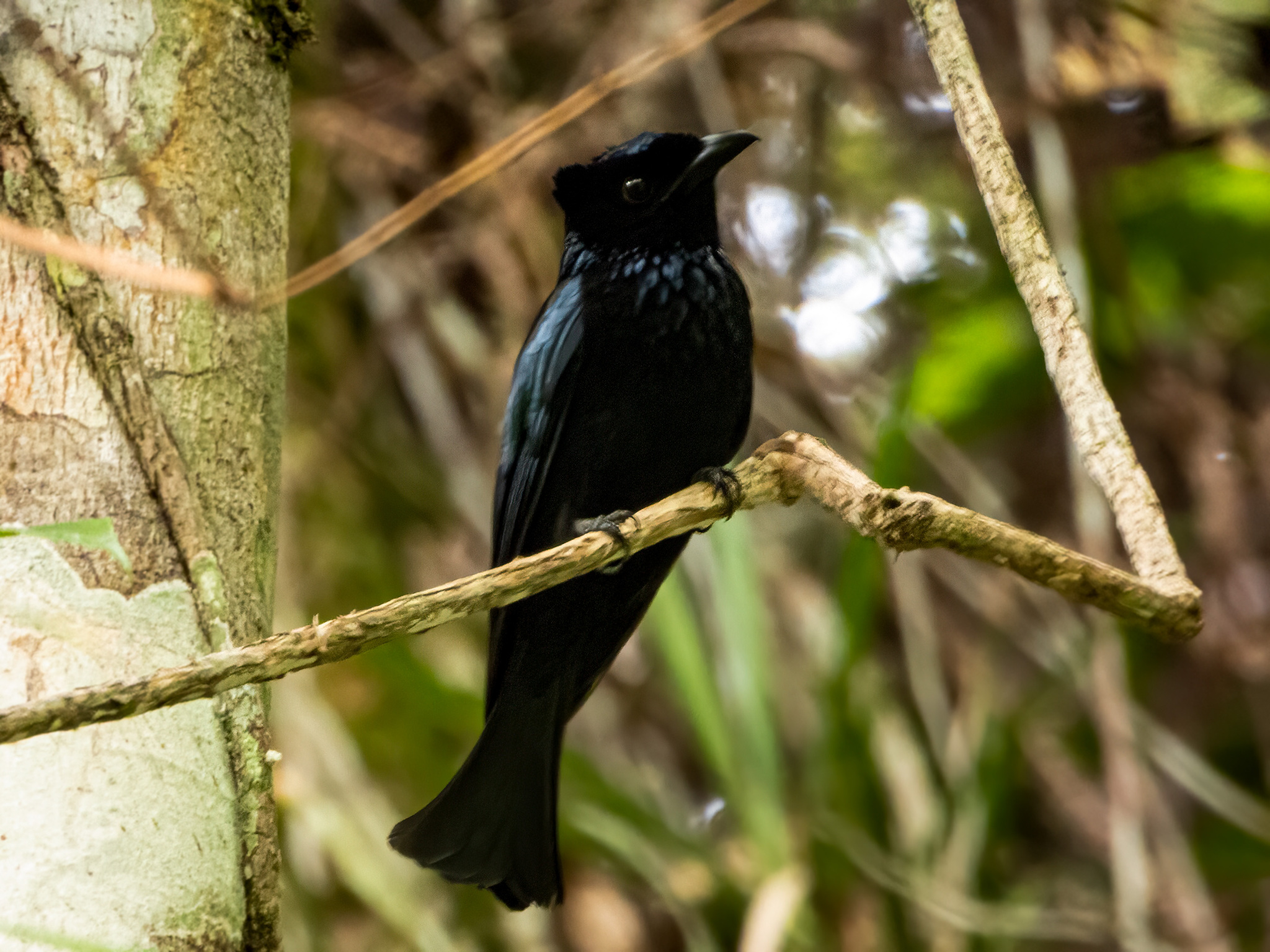 Sumatran Drongo (Dicrurus sumatranus), photo 4
