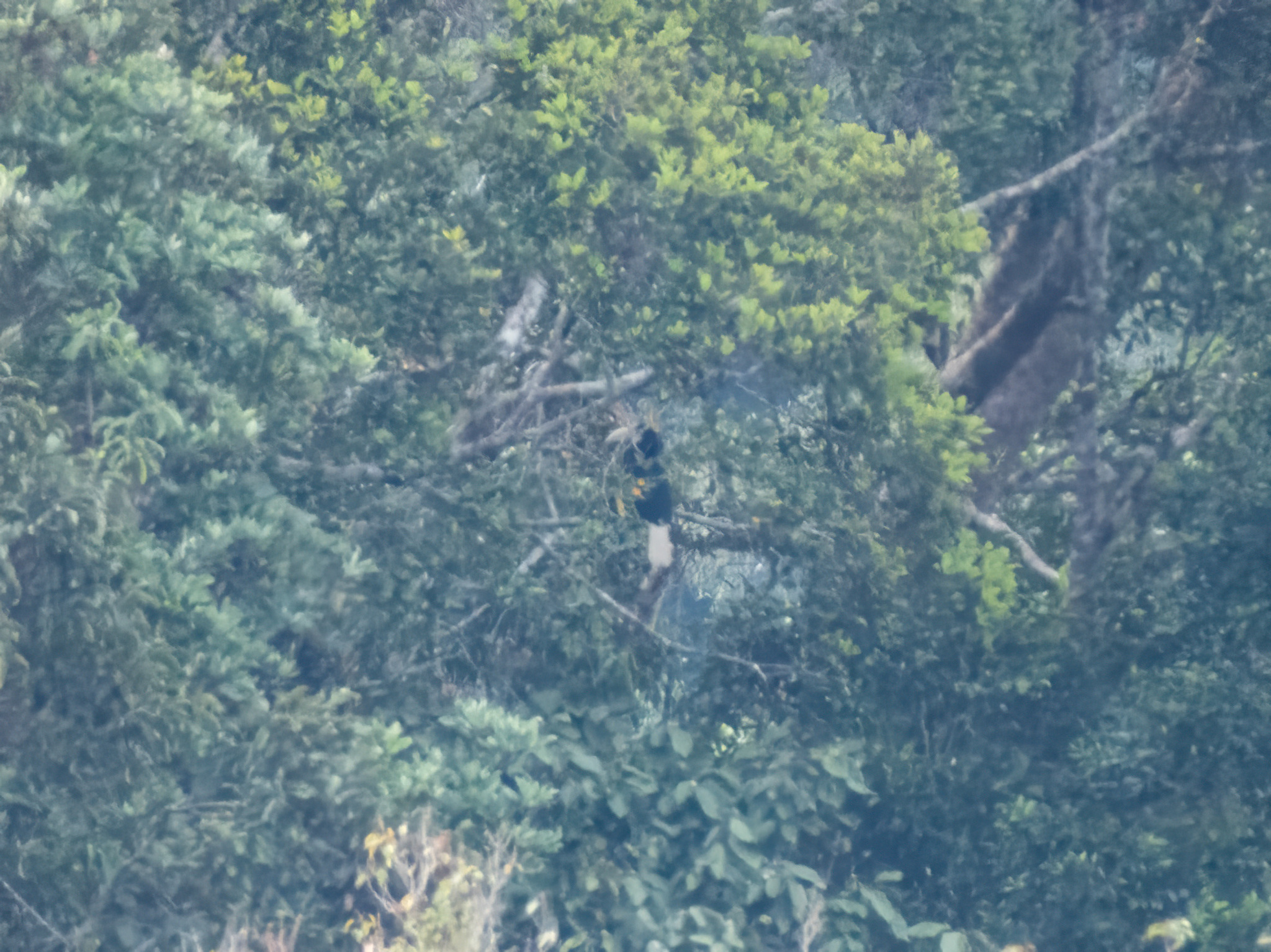 Wreathed Hornbill (Rhyticeros undulatus), photo 6