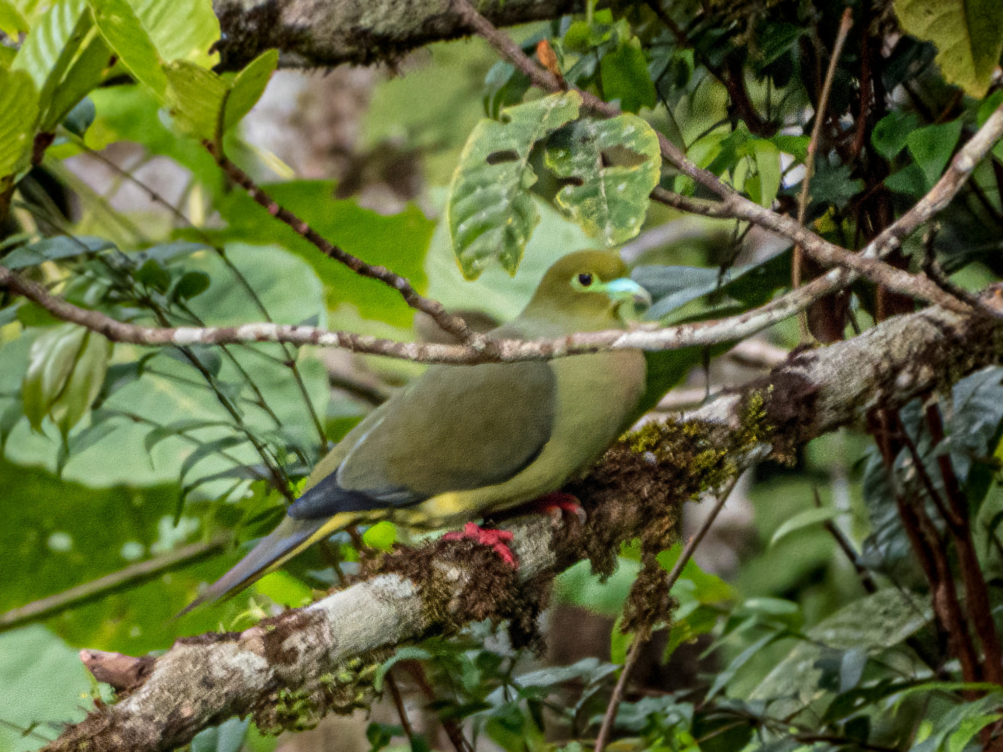 Sumatran Green Pigeon (Treron oxyurus), photo 2