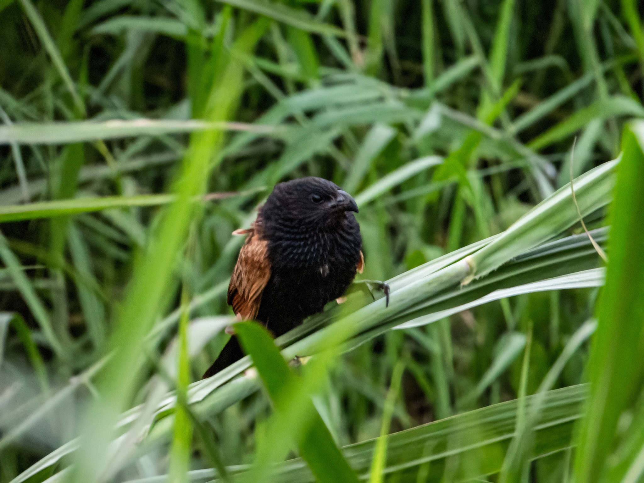 Lesser Coucal (Centropus bengalensis), photo 6