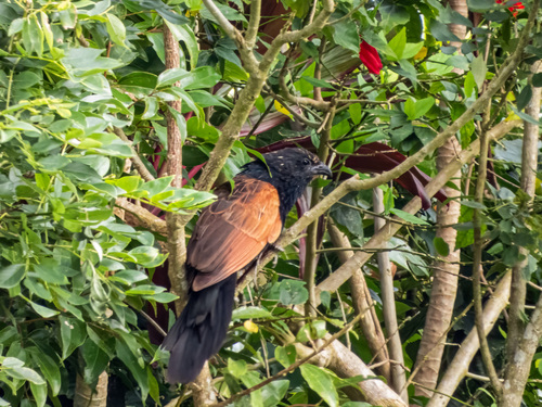 Lesser Coucal (Centropus bengalensis), photo 3