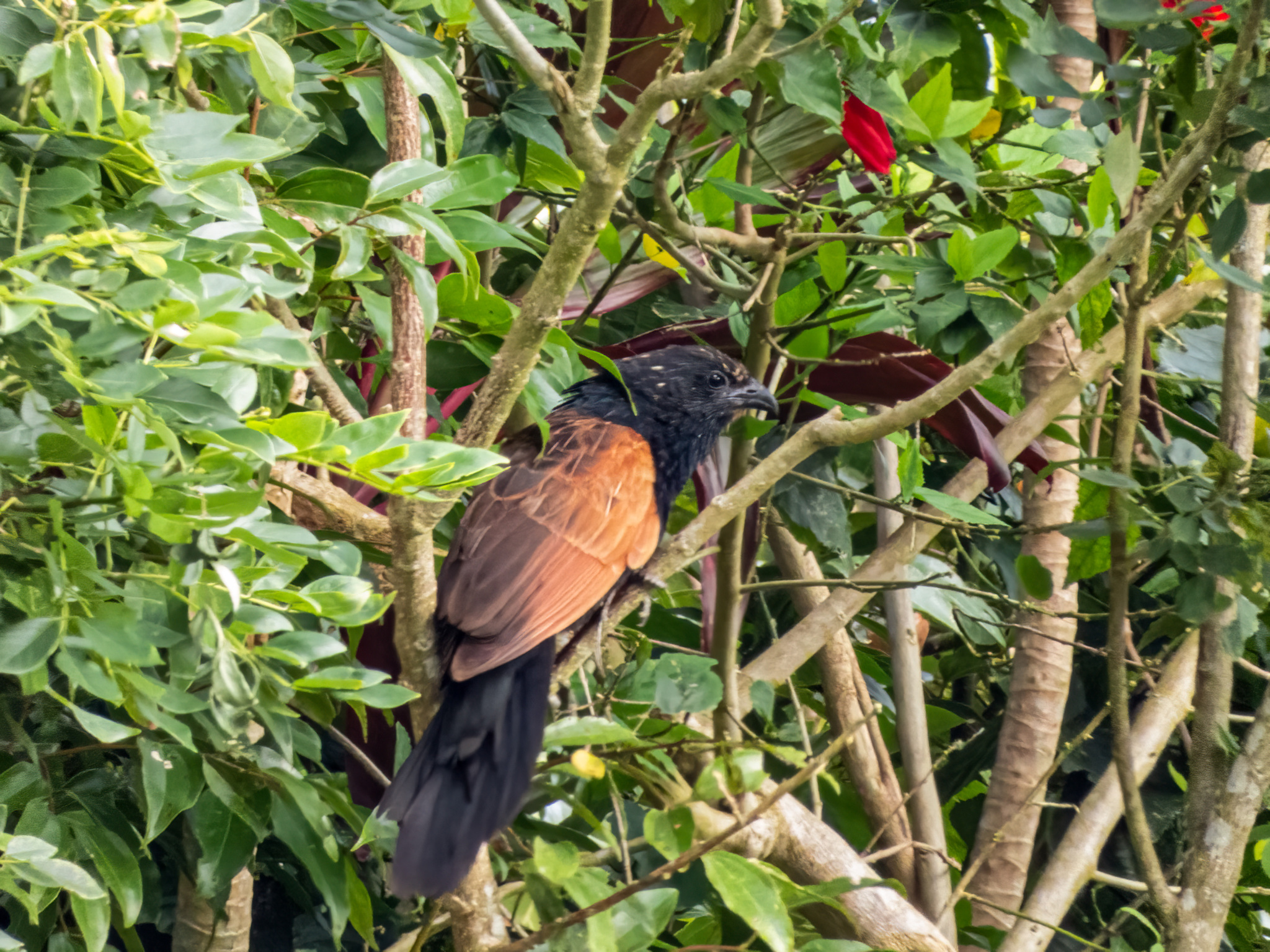 Lesser Coucal (Centropus bengalensis), photo 4