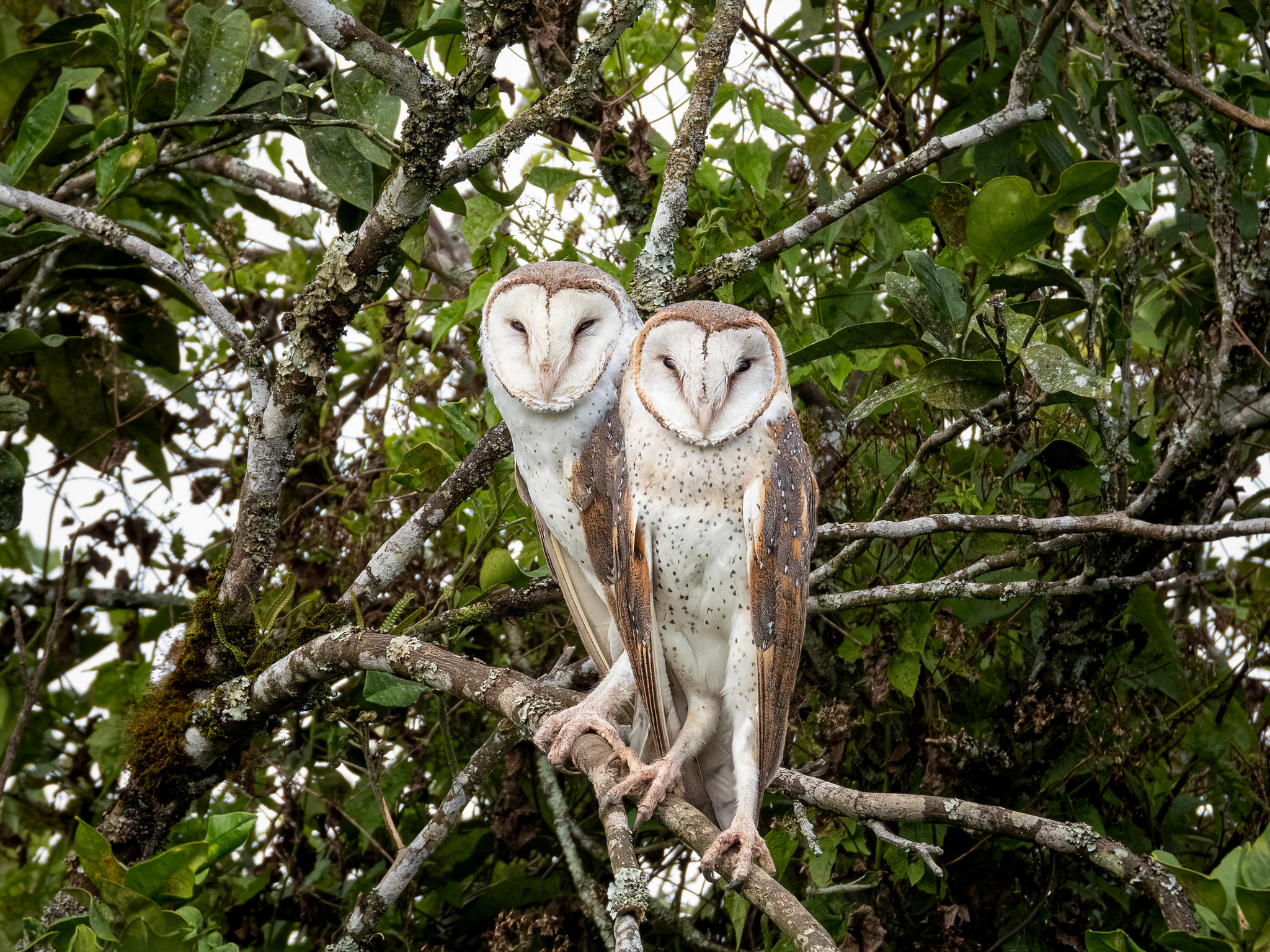 Eastern Barn Owl (Tyto javanica), photo 9