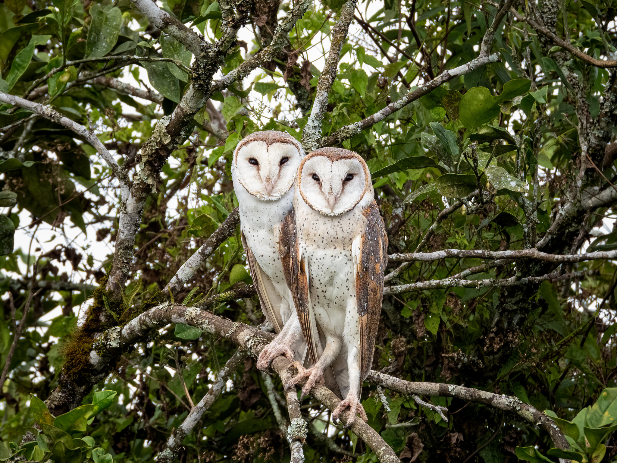 Eastern Barn Owl (Tyto javanica), photo 10