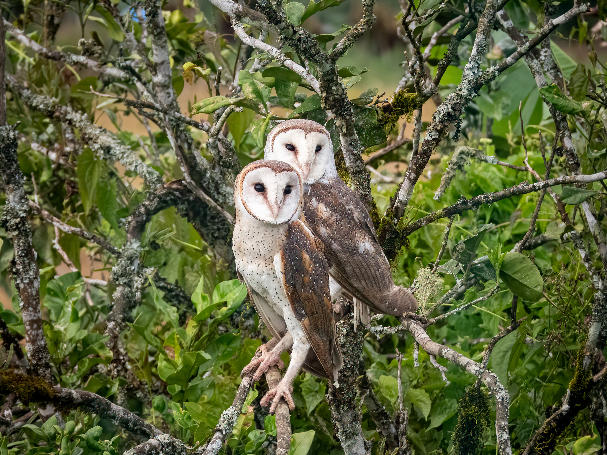 Eastern Barn Owl (Tyto javanica), photo 7