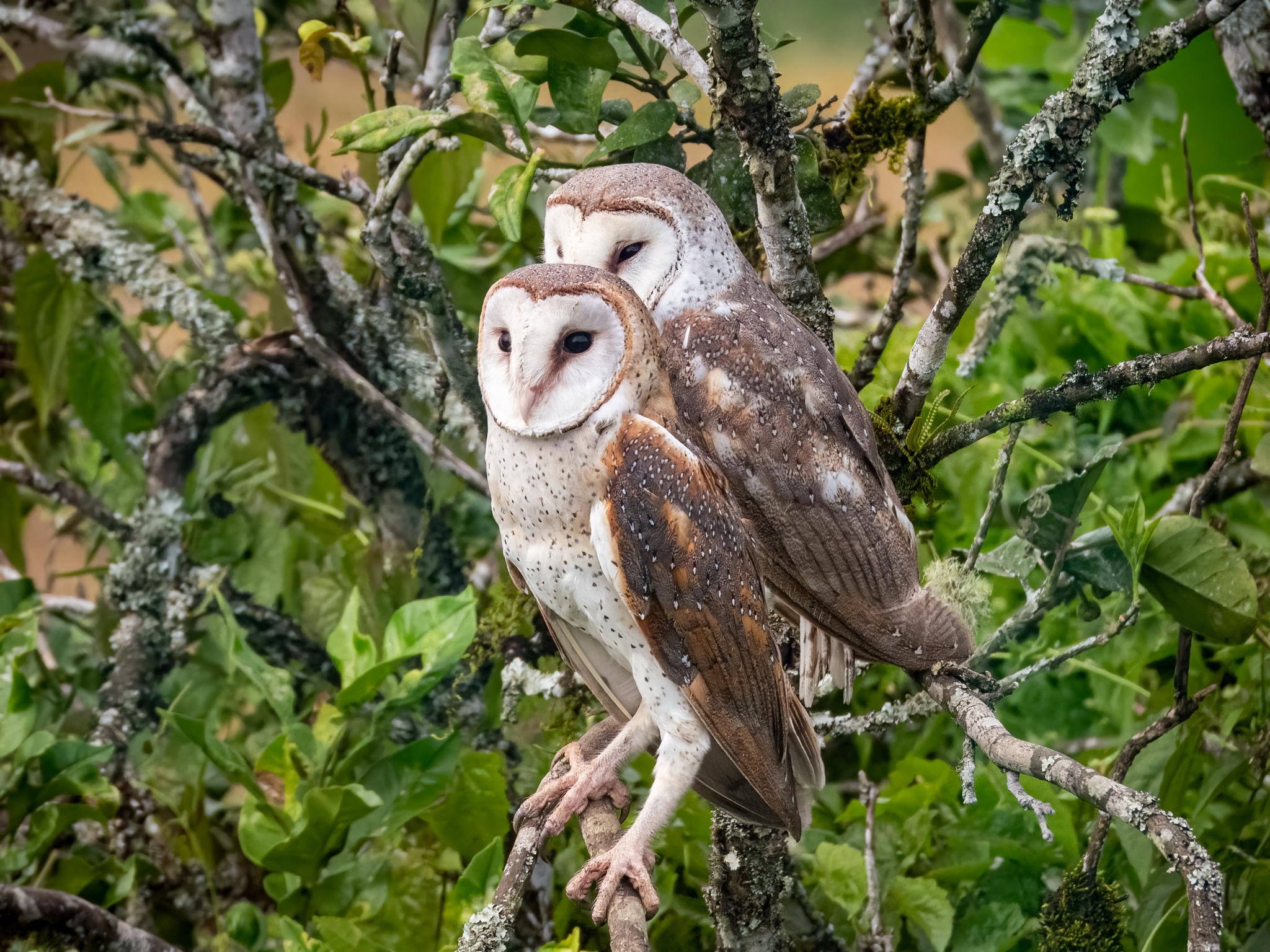 Eastern Barn Owl (Tyto javanica), photo 8