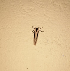 Creatonotos gangis-interrupta agg