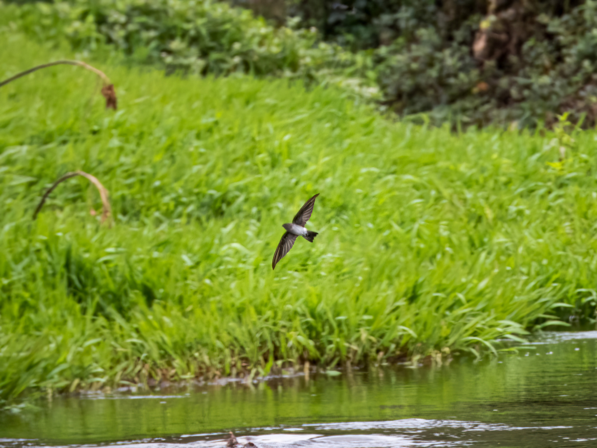 Plume-toed Swiftlet (Collocalia affinis), photo 2