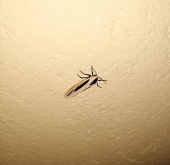 Creatonotos gangis-interrupta agg