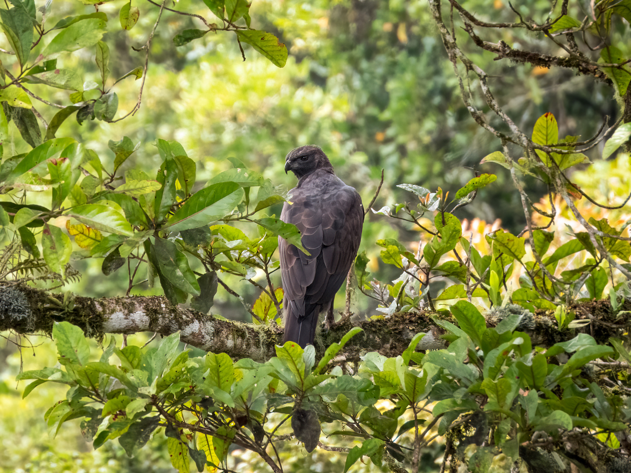 Changeable Hawk-Eagle (Nisaetus cirrhatus), photo 6