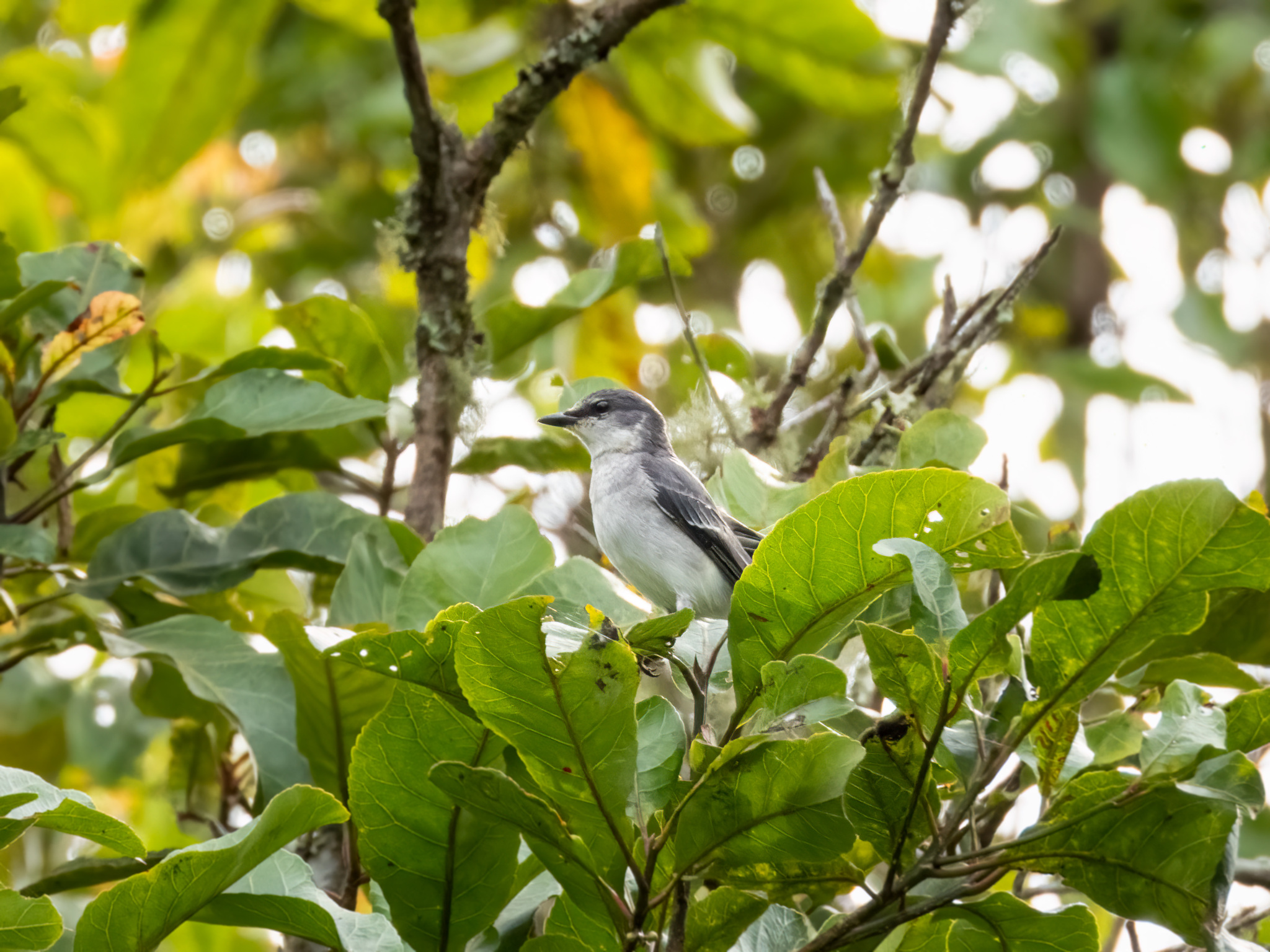 Ashy Minivet (Pericrocotus divaricatus), photo 3